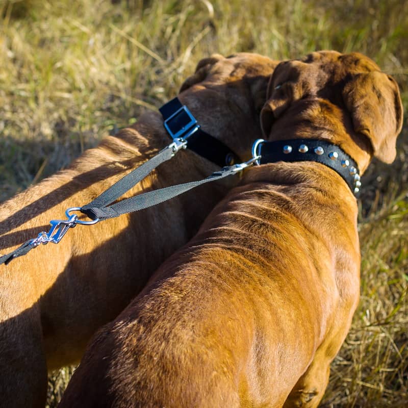 Нейлоновый поводок спарка для двух бордоских догов «Keep on a short leash»